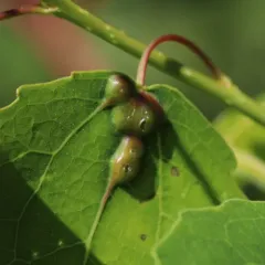 aspen leaf gall midge thumbnail 2