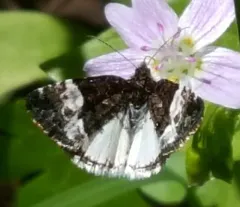 White Annaphila thumbnail 4