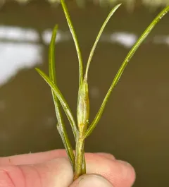 small pondweed thumbnail 2