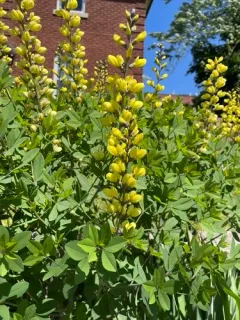 Yellow Wild Indigo thumbnail 1