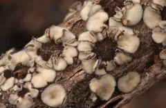 Mollisia fusca thumbnail 3