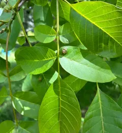 Walnut Blister Mite thumbnail 4