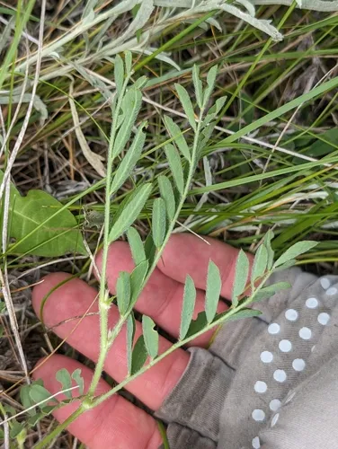 Platte River Milkvetch