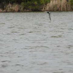 Black Tern thumbnail 2