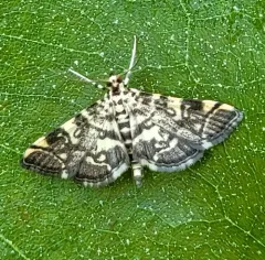 Checkered Apogeshna Moth thumbnail 3