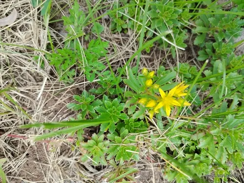 Hybrid Stonecrop