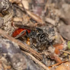 Davis's Cuckoo Sweat Bee thumbnail 4