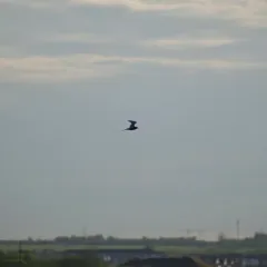 Black Tern thumbnail 4