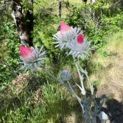 Cobwebby Thistle thumbnail 4