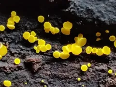 Sulphur Disco thumbnail 3