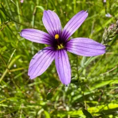 Hitchcock's Blue-eyed Grass thumbnail 3