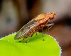 Suillia apicalis thumbnail 2
