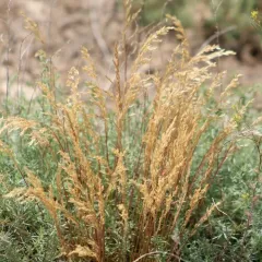 Pine bluegrass thumbnail 3