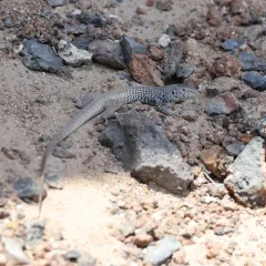 Western Whiptail thumbnail 2