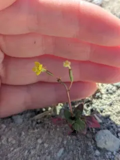 Leafless Suncups thumbnail 4