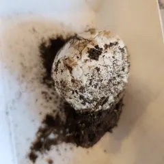 Sculptured Puffball thumbnail 3