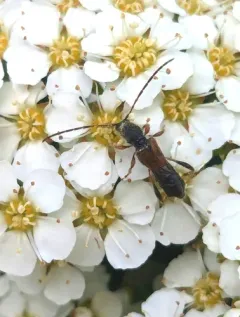 Molorchus longicollis thumbnail 4