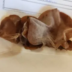 Jelly Tree Ear thumbnail 3