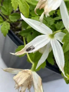Odontomyia interrupta thumbnail 3