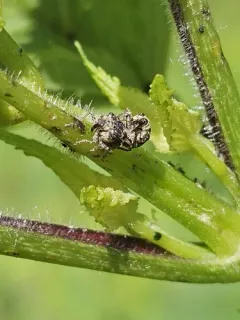 Common Figwort Weevil thumbnail 3