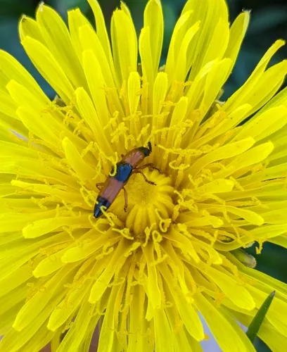 Languria trifasciata
