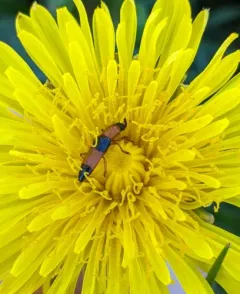 Languria trifasciata thumbnail 1
