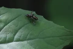 Senopterina foxleei thumbnail 2