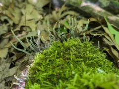 Xylaria vasconica thumbnail 3