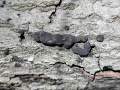 Annulohypoxylon annulatum thumbnail 2