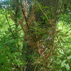 Rose rosette disease thumbnail 2