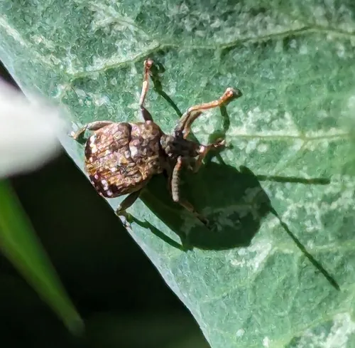 Pea Weevil