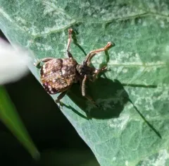 Pea Weevil thumbnail 1