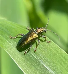 Dubious spade beetle thumbnail 4
