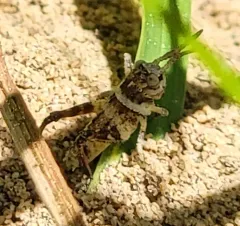 Longhorn Band-wing Grasshopper thumbnail 4