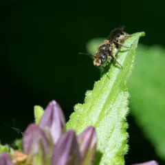 Rampion Scissor Bee thumbnail 5