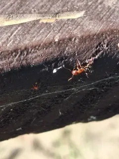 Bicolored Arboreal Carpenter Ant thumbnail 2