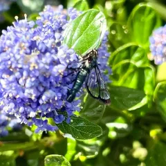 Western Willow Clearwing Moth thumbnail 4