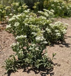 Lens-podded Hoary Cress thumbnail 4