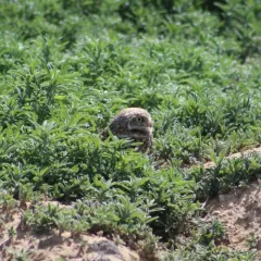 Burrowing Owl thumbnail 4