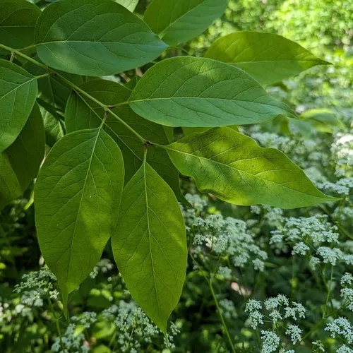Japanese Tree Lilac