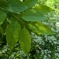 Japanese Tree Lilac thumbnail 1