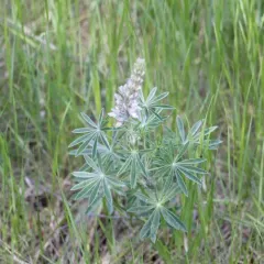 Silky Lupine thumbnail 2
