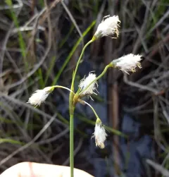 slender cottongrass thumbnail 4