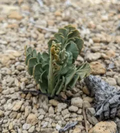 pumice moonwort thumbnail 4