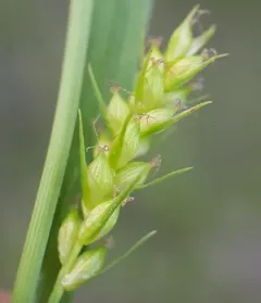 open-field sedge thumbnail 2