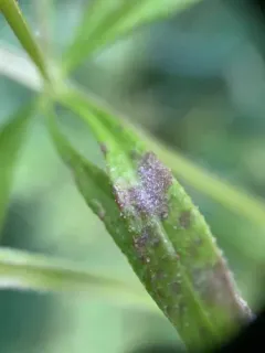 Golovinomyces galiorum thumbnail 1