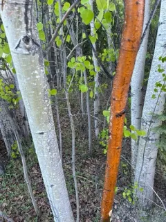 Neodothiora populina thumbnail 2