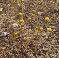 John Day Pincushion thumbnail 2