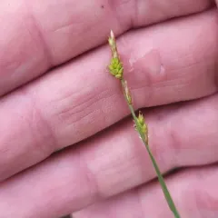 hoary sedge thumbnail 3