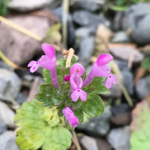 henbit deadnettle